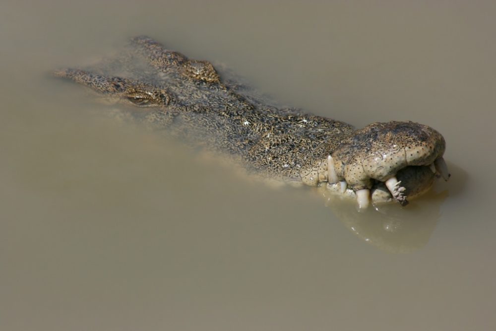 grebnistui-krokodil21-7894426